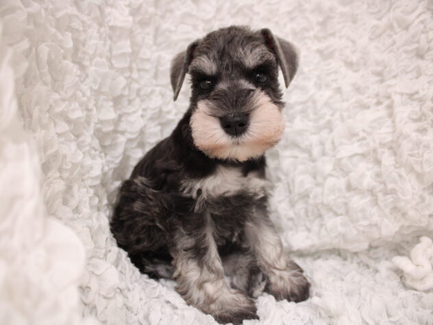 兵庫県のミニチュアシュナウザー (ペット・プラザ アミーゴ尼崎昭和通店/2026年2月18日生まれ/男の子/ソルトペッパー)の子犬の2枚目の画像