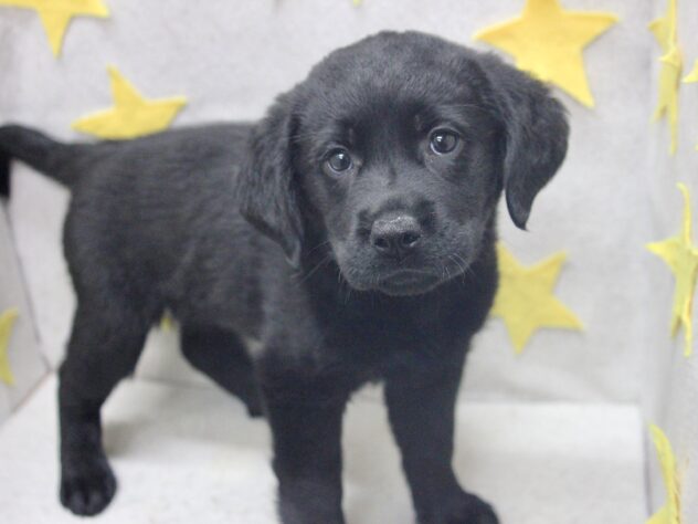 愛媛県のラブラドールレトリーバー (アミーゴ新居浜店/2026年2月24日生まれ/女の子/ブラック)の子犬の3枚目の画像