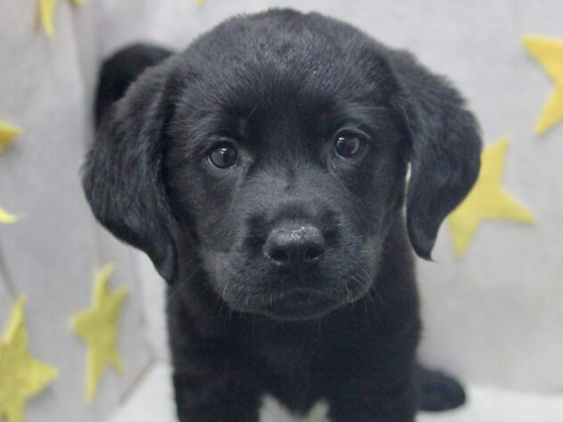 愛媛県のラブラドールレトリーバー (アミーゴ新居浜店/2026年2月24日生まれ/女の子/ブラック)の子犬の1枚目の画像