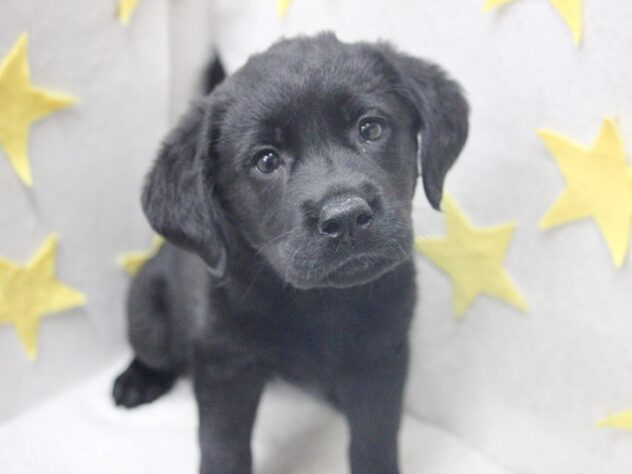 愛媛県のラブラドールレトリーバー (アミーゴ新居浜店/2026年2月24日生まれ/女の子/ブラック)の子犬の2枚目の画像