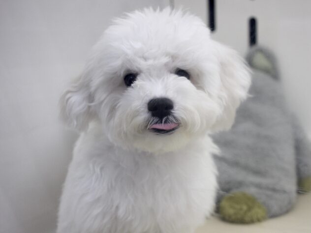 愛媛県のビションフリーゼ (アミーゴ新居浜店/2025年12月1日生まれ/女の子/ホワイト)の子犬の1枚目の画像