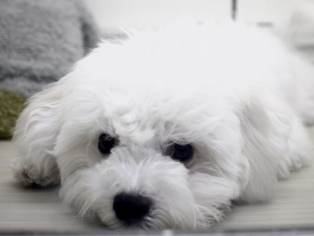 愛媛県のビションフリーゼ (アミーゴ新居浜店/2025年12月1日生まれ/女の子/ホワイト)の子犬の2枚目の画像