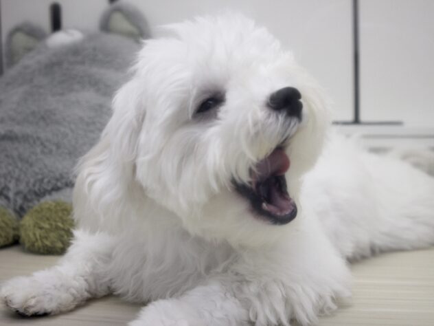 愛媛県のビションフリーゼ (アミーゴ新居浜店/2025年12月1日生まれ/女の子/ホワイト)の子犬の3枚目の画像