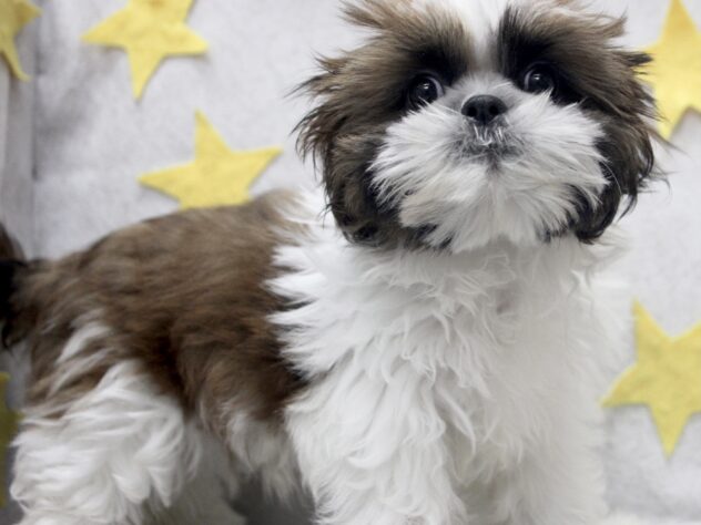 愛媛県のシーズー (アミーゴ新居浜店/2026年1月13日生まれ/女の子/ゴールドホワイト)の子犬の3枚目の画像