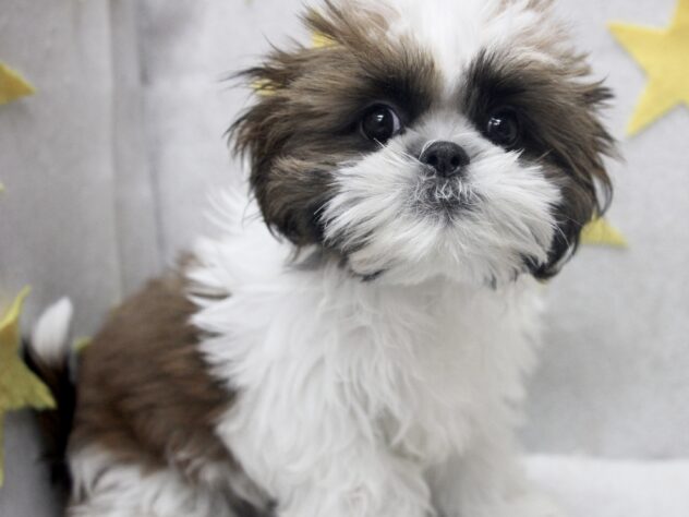 愛媛県のシーズー (アミーゴ新居浜店/2026年1月13日生まれ/女の子/ゴールドホワイト)の子犬の2枚目の画像