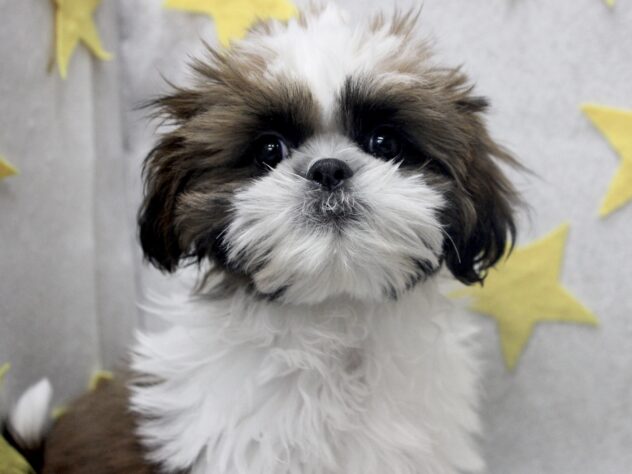 愛媛県のシーズー (アミーゴ新居浜店/2026年1月13日生まれ/女の子/ゴールドホワイト)の子犬の1枚目の画像