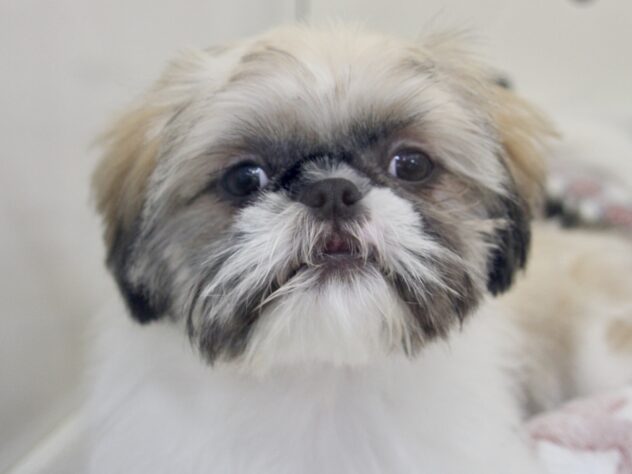 愛媛県のハーフ犬・ミックス犬 (アミーゴ新居浜店/2025年12月14日生まれ/女の子/ホワイトゴールド)の子犬の1枚目の画像