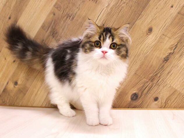 2025年11月13日生まれのスコティッシュストレート