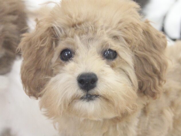 愛媛県のトイプードル(トイ) (アミーゴ新居浜店/2025年12月25日生まれ/女の子/レッド)の子犬の1枚目の画像