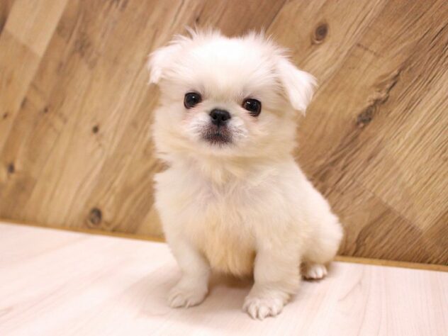 2026年2月14日生まれのペキニーズ