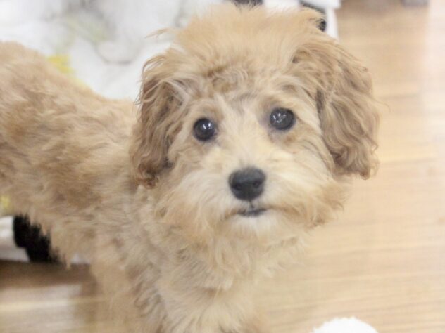 愛媛県のトイプードル(トイ) (アミーゴ新居浜店/2025年12月25日生まれ/女の子/レッド)の子犬の2枚目の画像