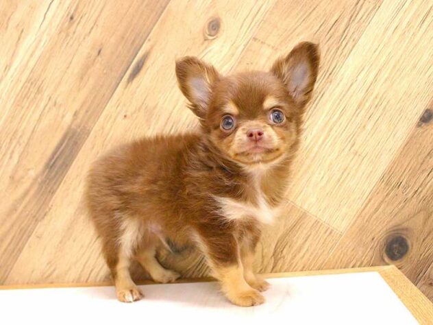 兵庫県のチワワ(ロング) (ペット・プラザ アミーゴつかしん店/2026年2月15日生まれ/男の子/チョコレートタンホワイト)の子犬の2枚目の画像