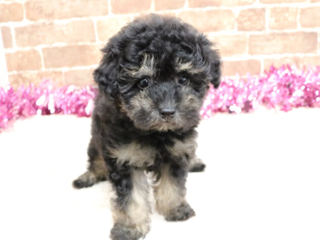 広島県のトイプードル(トイ) (アミーゴ西条店/2026年2月14日生まれ/女の子/ブラックタン)の子犬