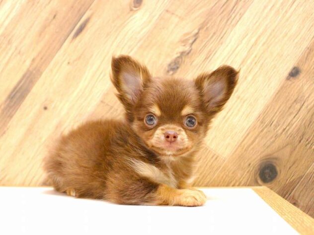 兵庫県のチワワ(ロング) (ペット・プラザ アミーゴつかしん店/2026年2月15日生まれ/男の子/チョコレートタンホワイト)の子犬の3枚目の画像