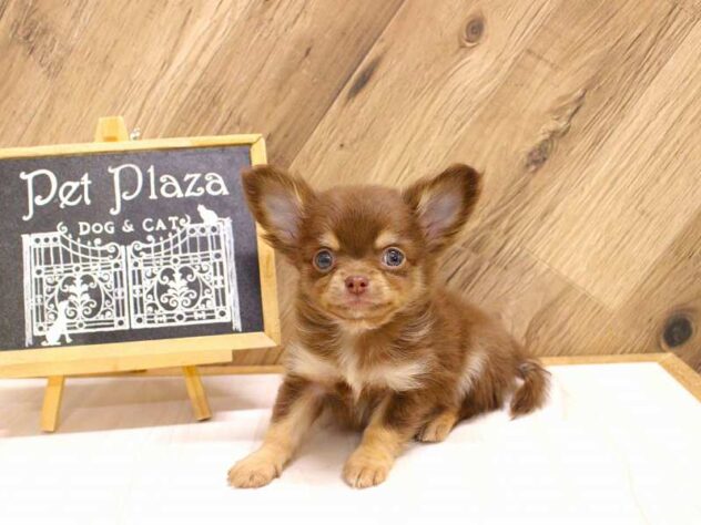 兵庫県のチワワ(ロング) (ペット・プラザ アミーゴつかしん店/2026年2月15日生まれ/男の子/チョコレートタンホワイト)の子犬の1枚目の画像