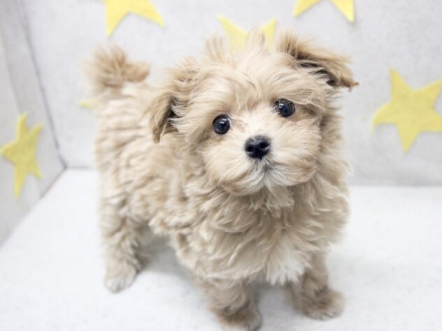 愛媛県のハーフ犬・ミックス犬 (アミーゴ新居浜店/2026年2月25日生まれ/女の子/アプリコット)の子犬の3枚目の画像