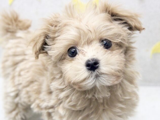 愛媛県のハーフ犬・ミックス犬 (アミーゴ新居浜店/2026年2月25日生まれ/女の子/アプリコット)の子犬の1枚目の画像