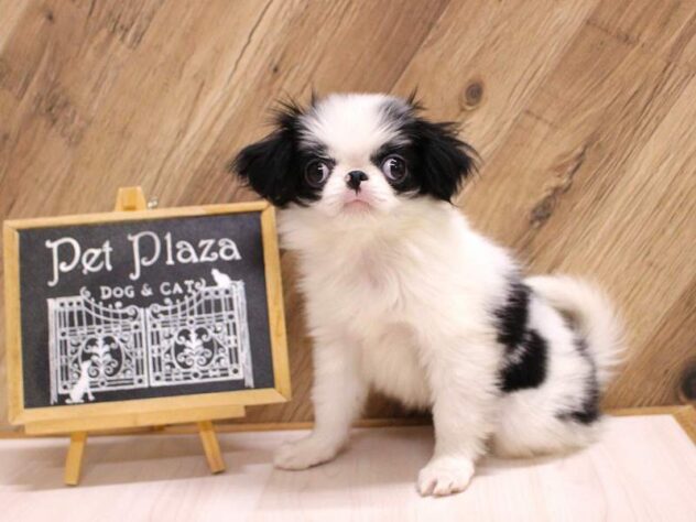 兵庫県の狆 (ペット・プラザ アミーゴつかしん店/2026年1月16日生まれ/男の子/白黒)の子犬の1枚目の画像