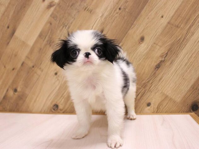 兵庫県の狆 (ペット・プラザ アミーゴつかしん店/2026年1月16日生まれ/男の子/白黒)の子犬の2枚目の画像