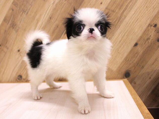 兵庫県の狆 (ペット・プラザ アミーゴつかしん店/2026年1月16日生まれ/男の子/白黒)の子犬の3枚目の画像