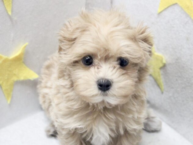愛媛県のハーフ犬・ミックス犬 (アミーゴ新居浜店/2026年2月25日生まれ/女の子/アプリコット)の子犬の2枚目の画像