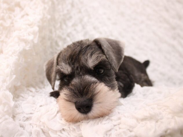 兵庫県のミニチュアシュナウザー (ペット・プラザ アミーゴ尼崎昭和通店/2026年2月18日生まれ/男の子/ソルトペッパー)の子犬の3枚目の画像