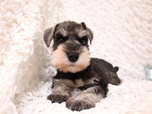 兵庫県のミニチュアシュナウザー (ペット・プラザ アミーゴ尼崎昭和通店/2026年2月18日生まれ/男の子/ソルトペッパー)の子犬の1枚目の画像