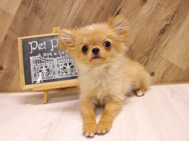 2025年11月16日生まれのチワワ(ロング)