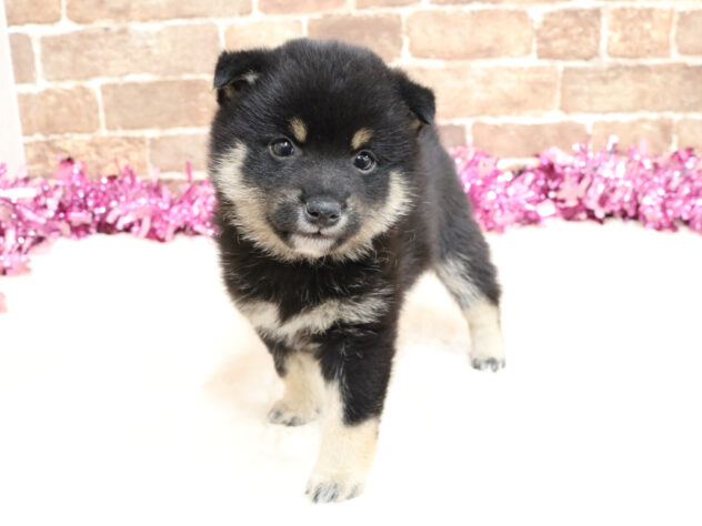 広島県の豆柴 (アミーゴ西条店/2026年2月22日生まれ/男の子/黒)の子犬の1枚目の画像