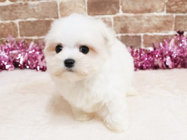 広島県のマルチーズ (アミーゴ西条店/2026年2月2日生まれ/女の子/ホワイト)の子犬