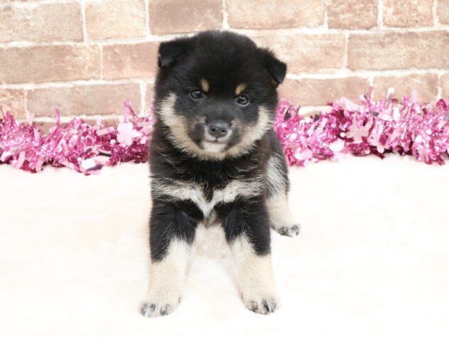 広島県の豆柴 (アミーゴ西条店/2026年2月22日生まれ/男の子/黒)の子犬の2枚目の画像