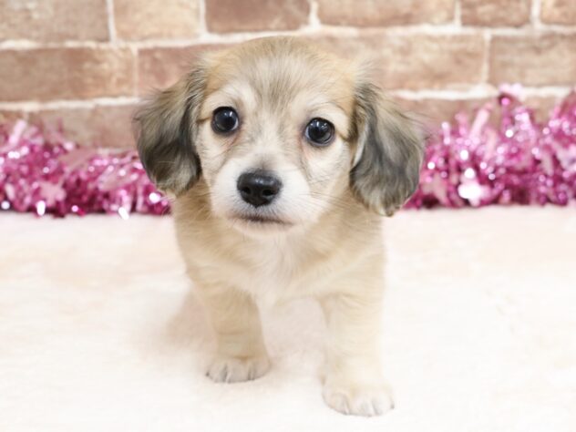 広島県のハーフ犬・ミックス犬 (アミーゴ西条店/2026年2月2日生まれ/男の子/シェーデットイエロー)の子犬