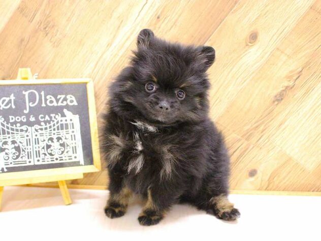 兵庫県のポメラニアン (ペット・プラザ アミーゴつかしん店/2026年2月12日生まれ/男の子/ブラックタン)の子犬の3枚目の画像