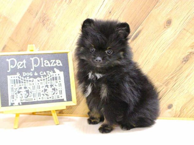 兵庫県のポメラニアン (ペット・プラザ アミーゴつかしん店/2026年2月12日生まれ/男の子/ブラックタン)の子犬の1枚目の画像