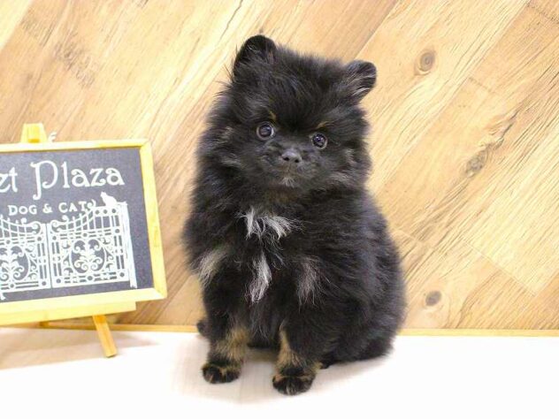 兵庫県のポメラニアン (ペット・プラザ アミーゴつかしん店/2026年2月12日生まれ/男の子/ブラックタン)の子犬の2枚目の画像