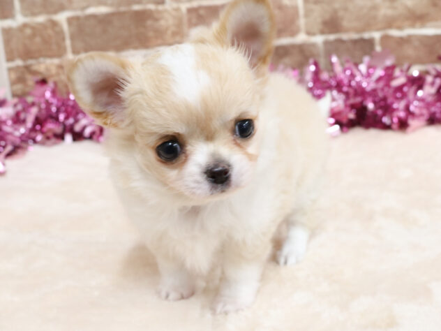 広島県のチワワ(ロング) (アミーゴ西条店/2026年2月24日生まれ/女の子/クリームホワイト)の子犬の1枚目の画像