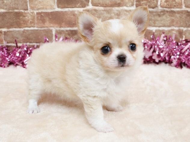 広島県のチワワ(ロング) (アミーゴ西条店/2026年2月24日生まれ/女の子/クリームホワイト)の子犬の2枚目の画像