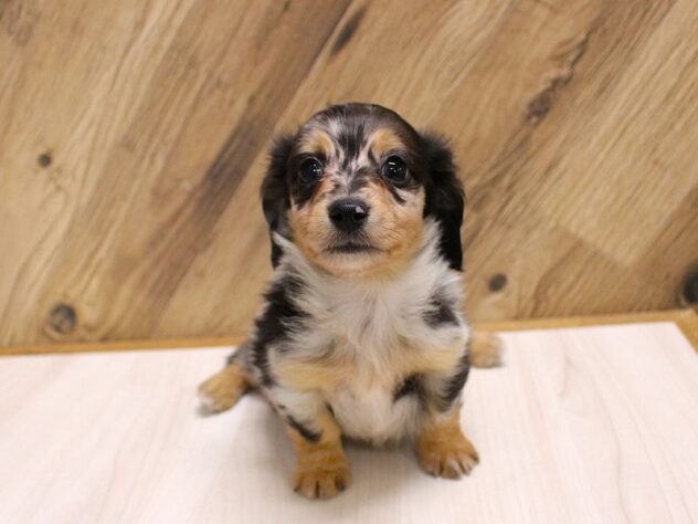 兵庫県のチワックス(チワワ×ダックス) (ペット・プラザ アミーゴつかしん店/2026年2月14日生まれ/男の子/シルバーダップル)の子犬の1枚目の画像