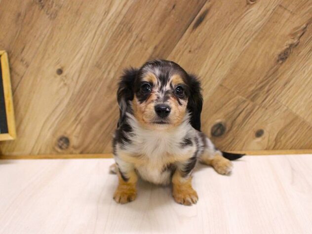 兵庫県のチワックス(チワワ×ダックス) (ペット・プラザ アミーゴつかしん店/2026年2月14日生まれ/男の子/シルバーダップル)の子犬の3枚目の画像