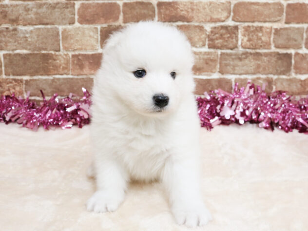 広島県のサモエド (アミーゴ西条店/2026年2月23日生まれ/女の子/ホワイト)の子犬の3枚目の画像