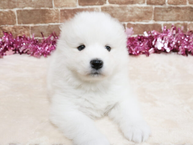 広島県のサモエド (アミーゴ西条店/2026年2月23日生まれ/女の子/ホワイト)の子犬の2枚目の画像