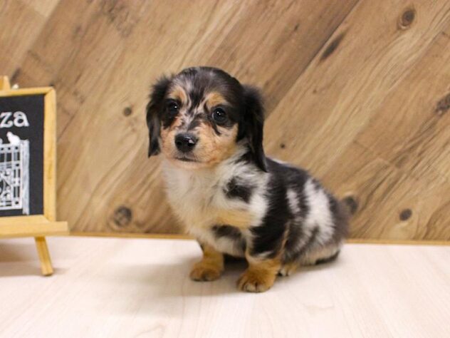 兵庫県のチワックス(チワワ×ダックス) (ペット・プラザ アミーゴつかしん店/2026年2月14日生まれ/男の子/シルバーダップル)の子犬の2枚目の画像