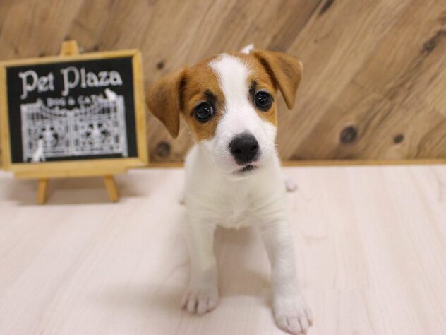 2026年2月8日生まれのジャックラッセルテリア