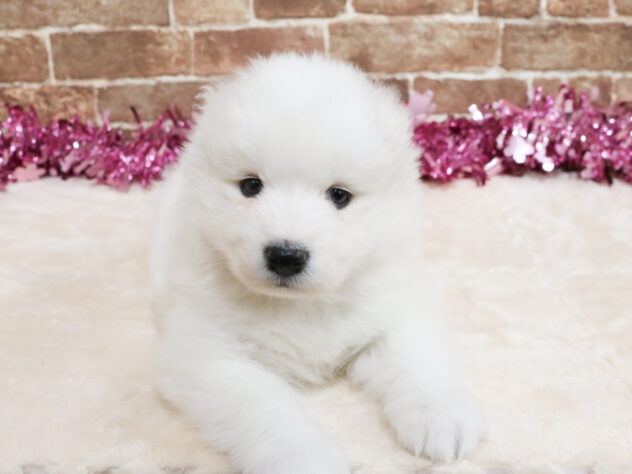 広島県のサモエド (アミーゴ西条店/2026年2月23日生まれ/女の子/ホワイト)の子犬の1枚目の画像