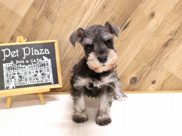 兵庫県のミニチュアシュナウザー (ペット・プラザ アミーゴつかしん店/2026年2月18日生まれ/女の子/ソルトペッパー)の子犬の1枚目の画像