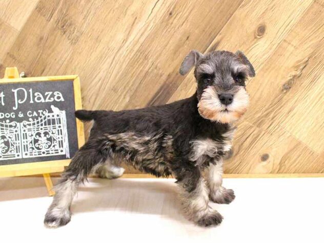 兵庫県のミニチュアシュナウザー (ペット・プラザ アミーゴつかしん店/2026年2月18日生まれ/女の子/ソルトペッパー)の子犬の2枚目の画像