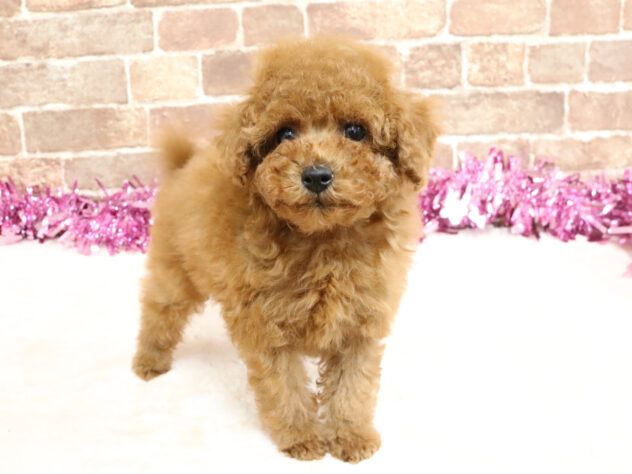 広島県のトイプードル(トイ) (アミーゴ西条店/2026年2月21日生まれ/女の子/レッド)の子犬の1枚目の画像