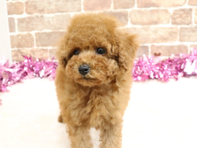 広島県のトイプードル(トイ) (アミーゴ西条店/2026年2月21日生まれ/女の子/レッド)の子犬の2枚目の画像