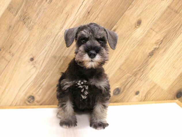 兵庫県のミニチュアシュナウザー (ペット・プラザ アミーゴつかしん店/2026年2月18日生まれ/男の子/ソルトペッパー)の子犬の1枚目の画像