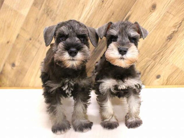 兵庫県のミニチュアシュナウザー (ペット・プラザ アミーゴつかしん店/2026年2月18日生まれ/男の子/ソルトペッパー)の子犬の3枚目の画像